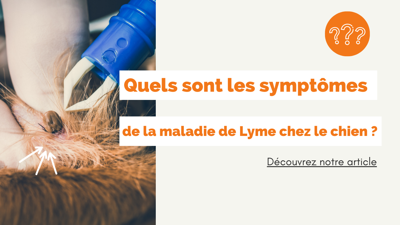 Quels sont les symptômes de la maladie de lyme chez le chien ? 