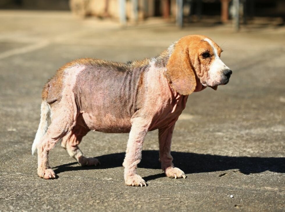 Maladies de peau chez le chien les identifier et savoir les soigner Akhal.fr