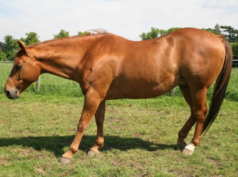 symptômes-cushing-cheval