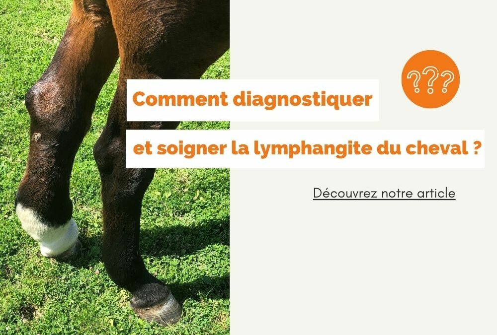 Comment diagnostiquer et soigner la lymphangite chez le cheval