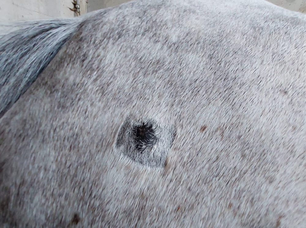 Photo sarcoïde cheval
