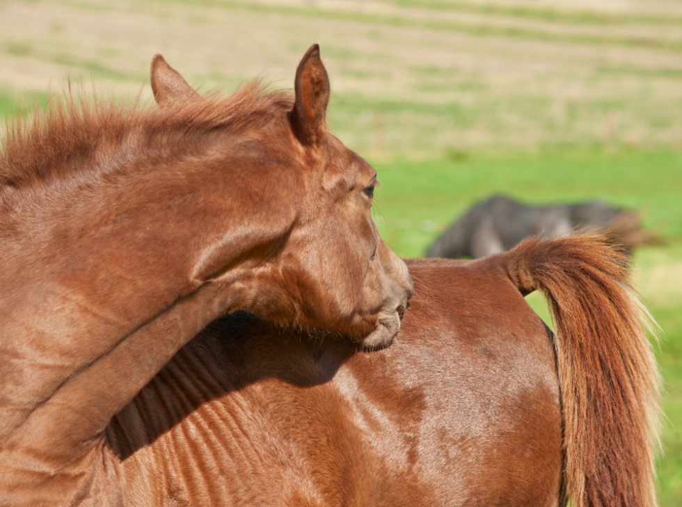 Maladies de peau du cheval : photo et soins - AKHAL